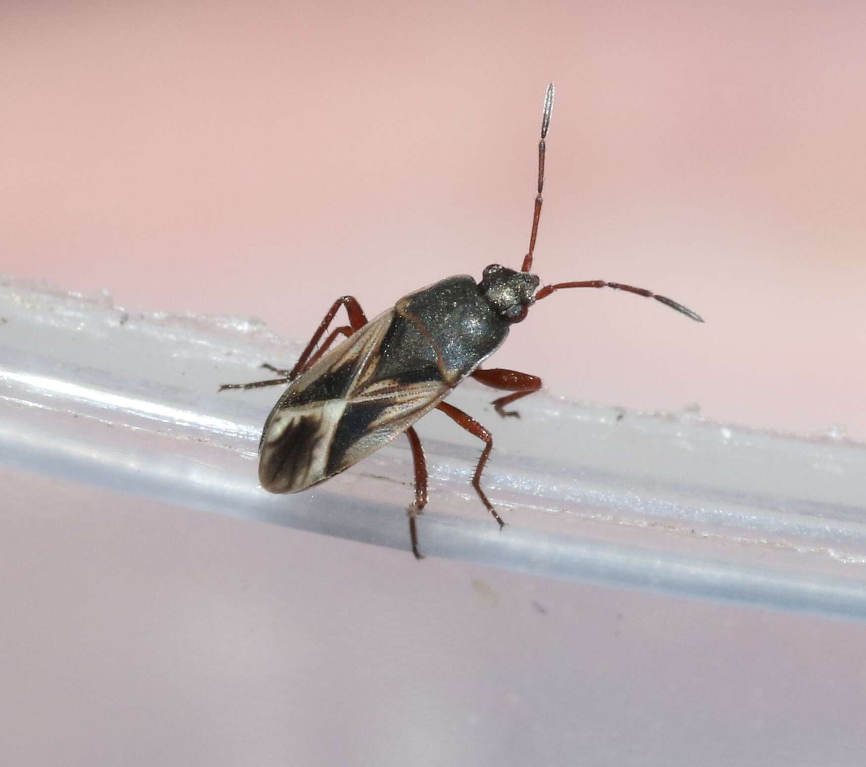 Image of Malezonotus rufipes (Stal & C. 1874)