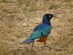 Image of Superb Starling