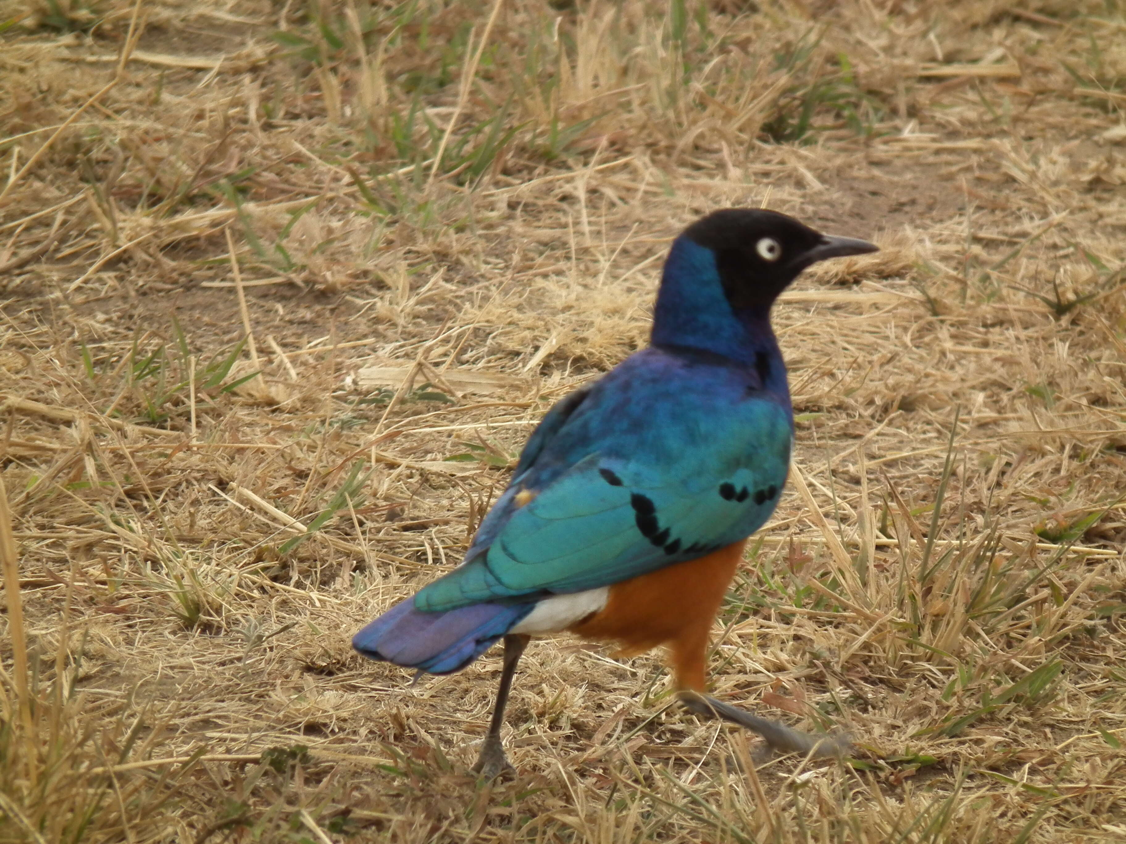 Image of Superb Starling