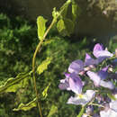 Wisteria floribunda (Willd.) DC. resmi