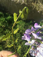 Image of Japanese wisteria