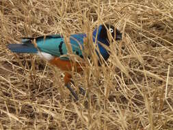 Image of Superb Starling