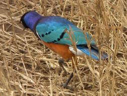 Image of Superb Starling