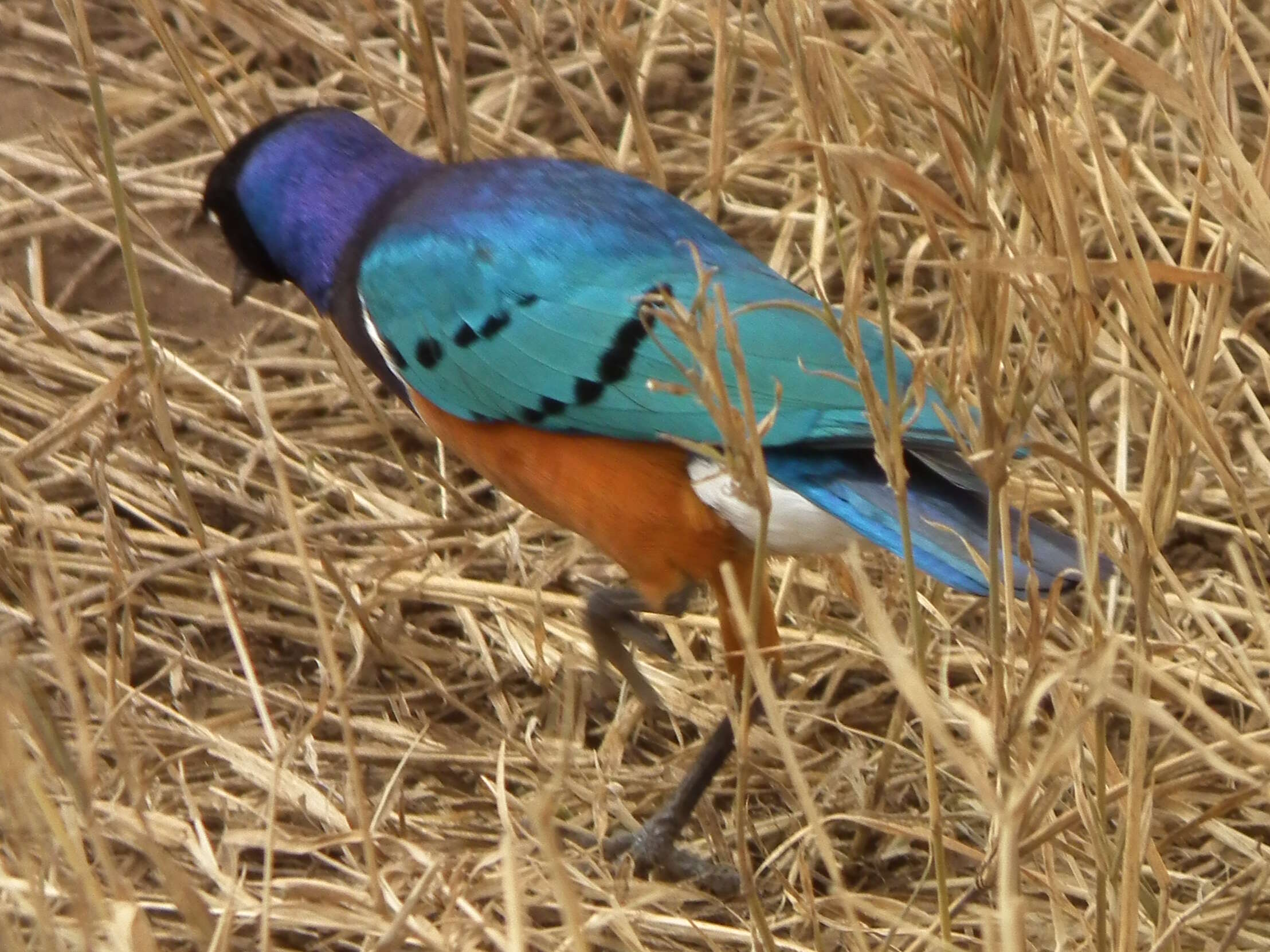 Image of Superb Starling