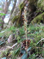 Image of Goodyera nankoensis Fukuy.