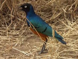 Image of Superb Starling