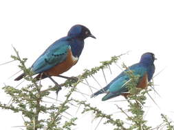 Image of Superb Starling