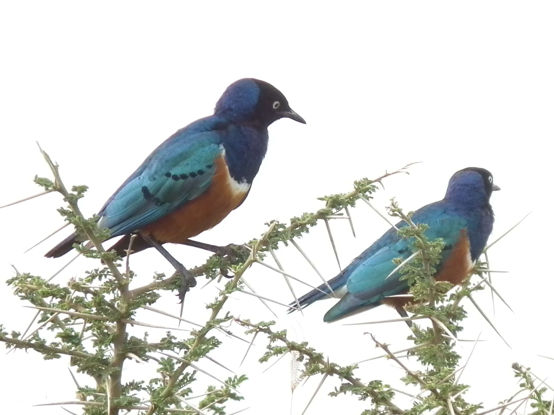 Image of Superb Starling