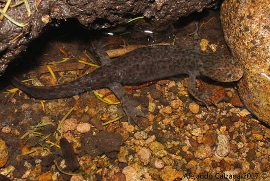 Image de Ambystoma altamirani Dugès 1895