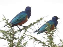 Image of Superb Starling