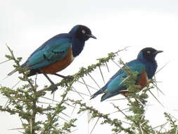 Image of Superb Starling