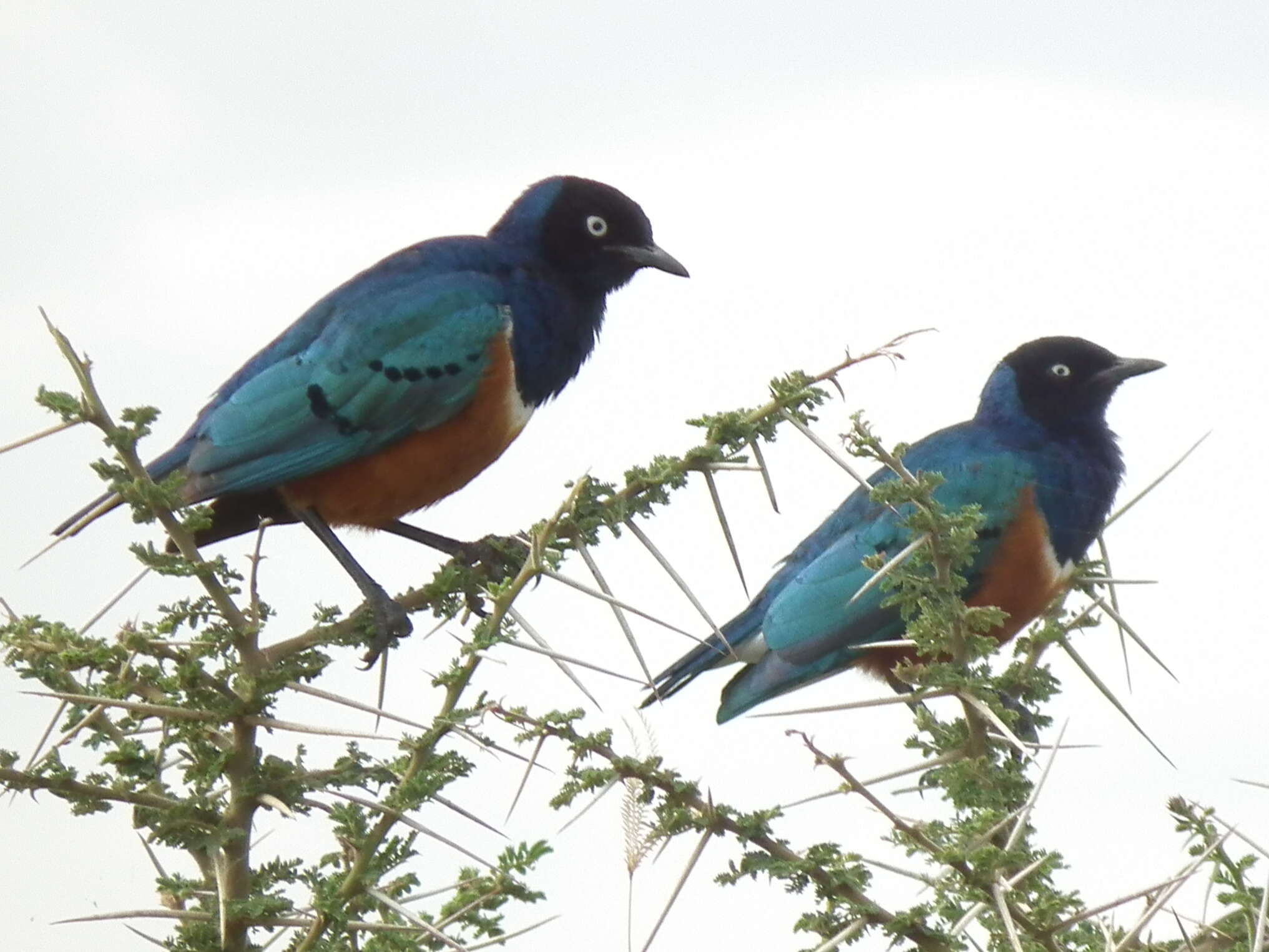 Image of Superb Starling