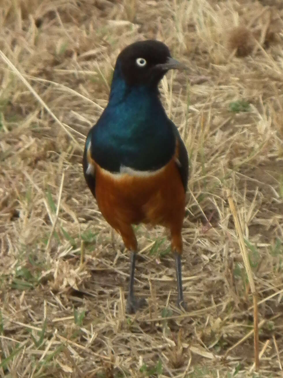 Image of Superb Starling