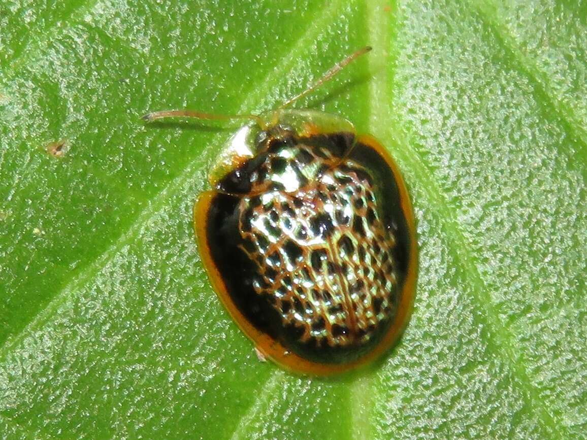 Слика од Microctenochira marginata (Spaeth 1909)