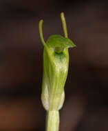 Pterostylis ectypha的圖片