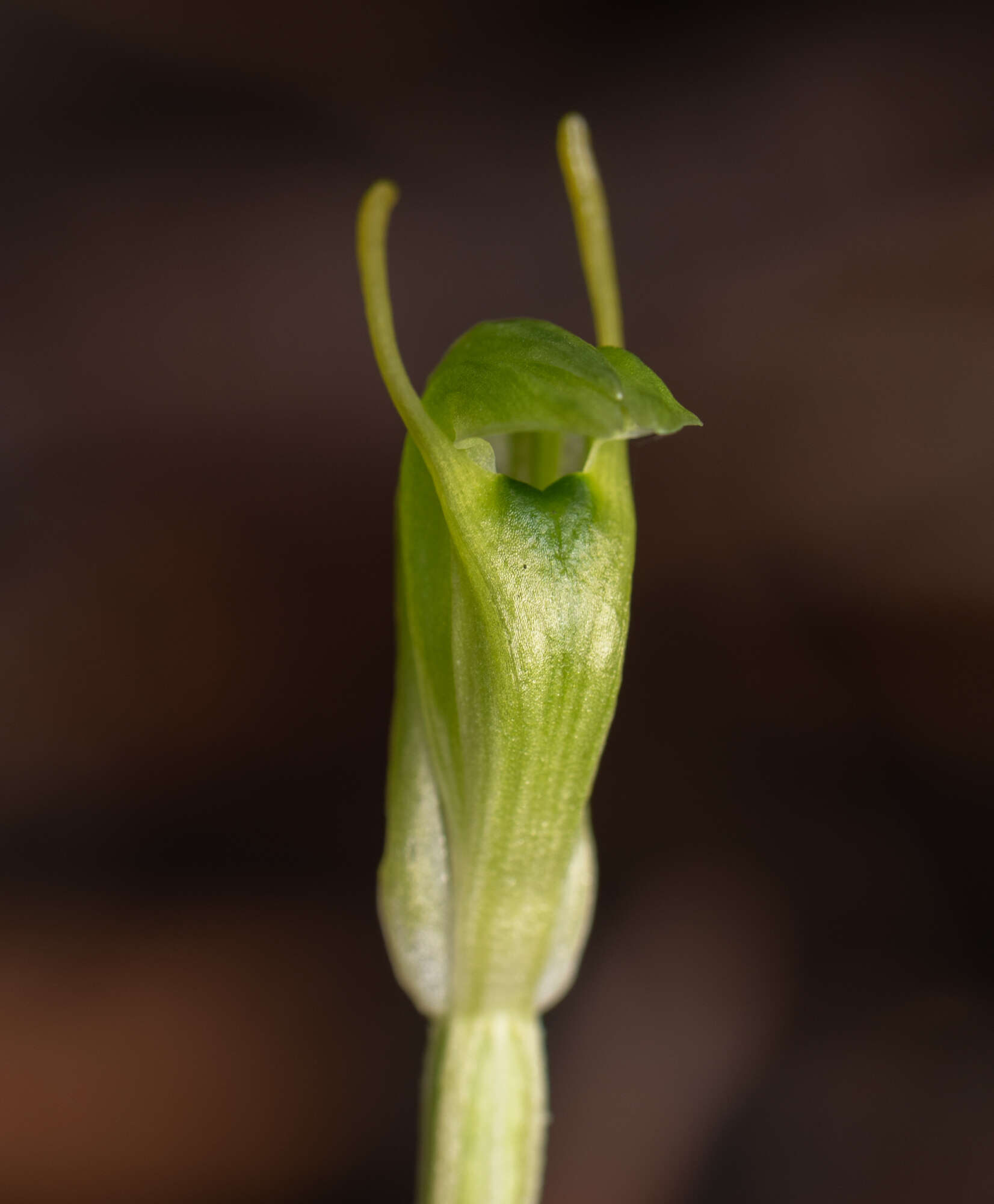 Pterostylis ectypha的圖片