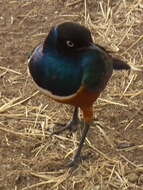 Image of Superb Starling