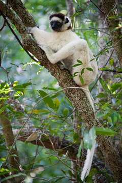 Image of Verreaux's Sifaka