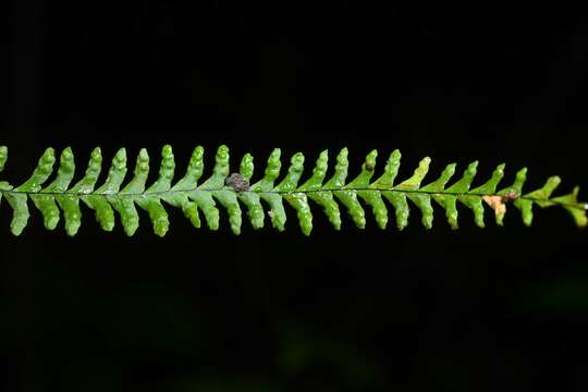 Image of Jamaican lellingeria