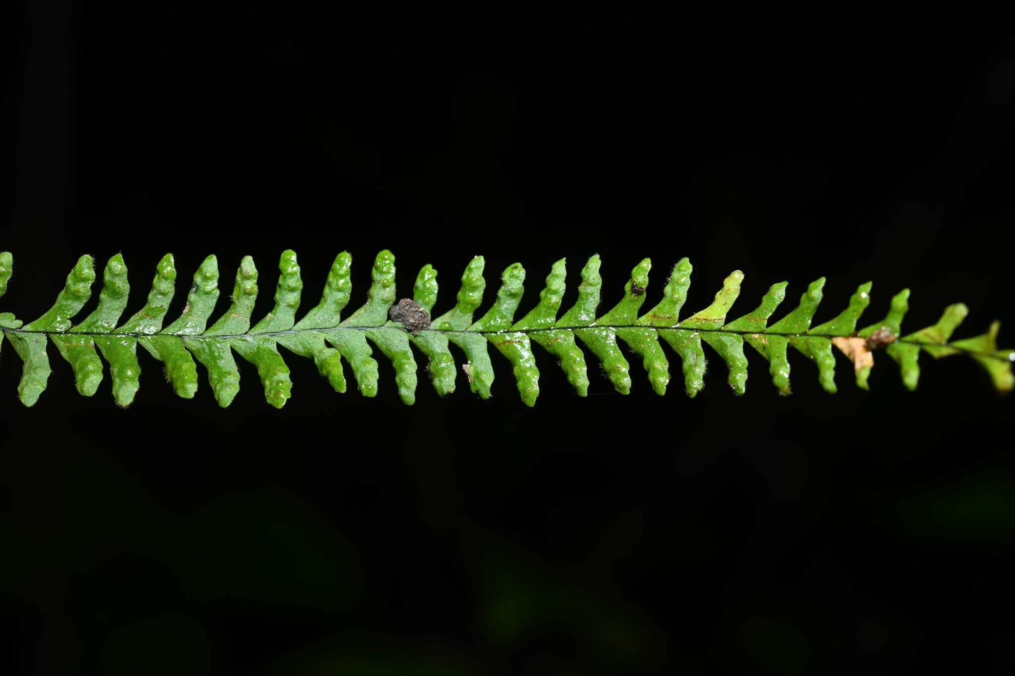 Image of Jamaican lellingeria