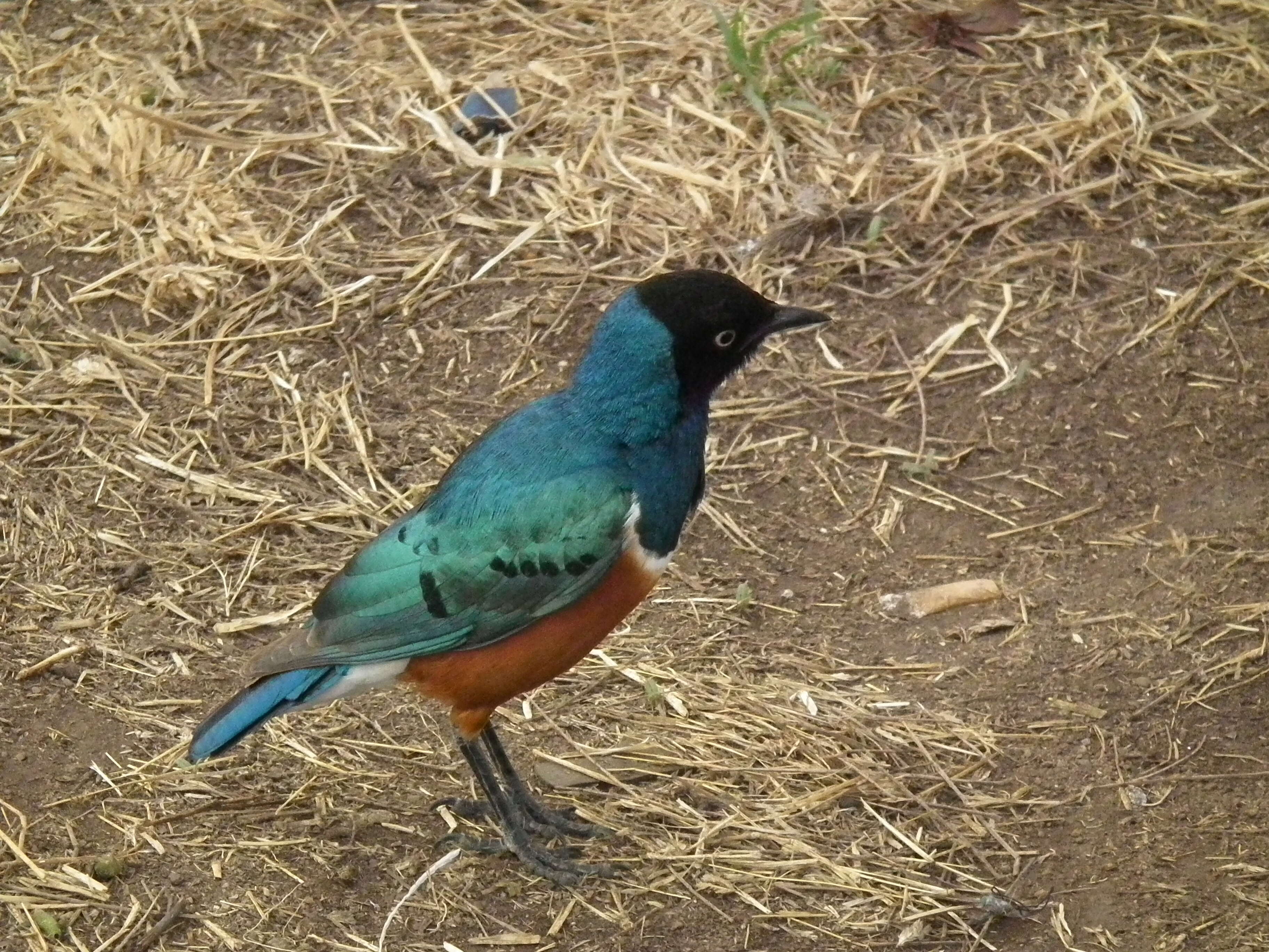 Image of Superb Starling