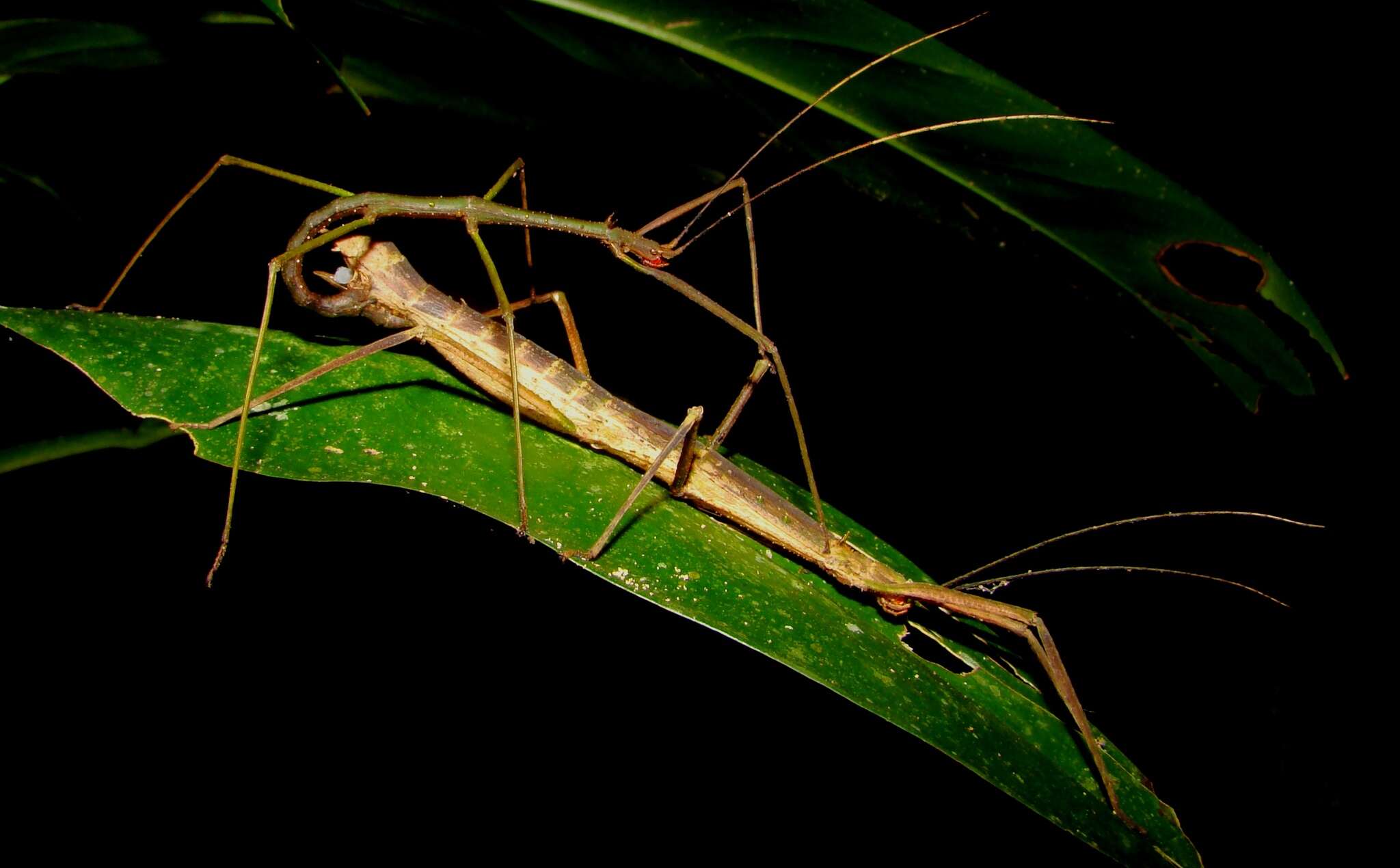 Image of Pygirhynchus bispinosus Redtenbacher 1906