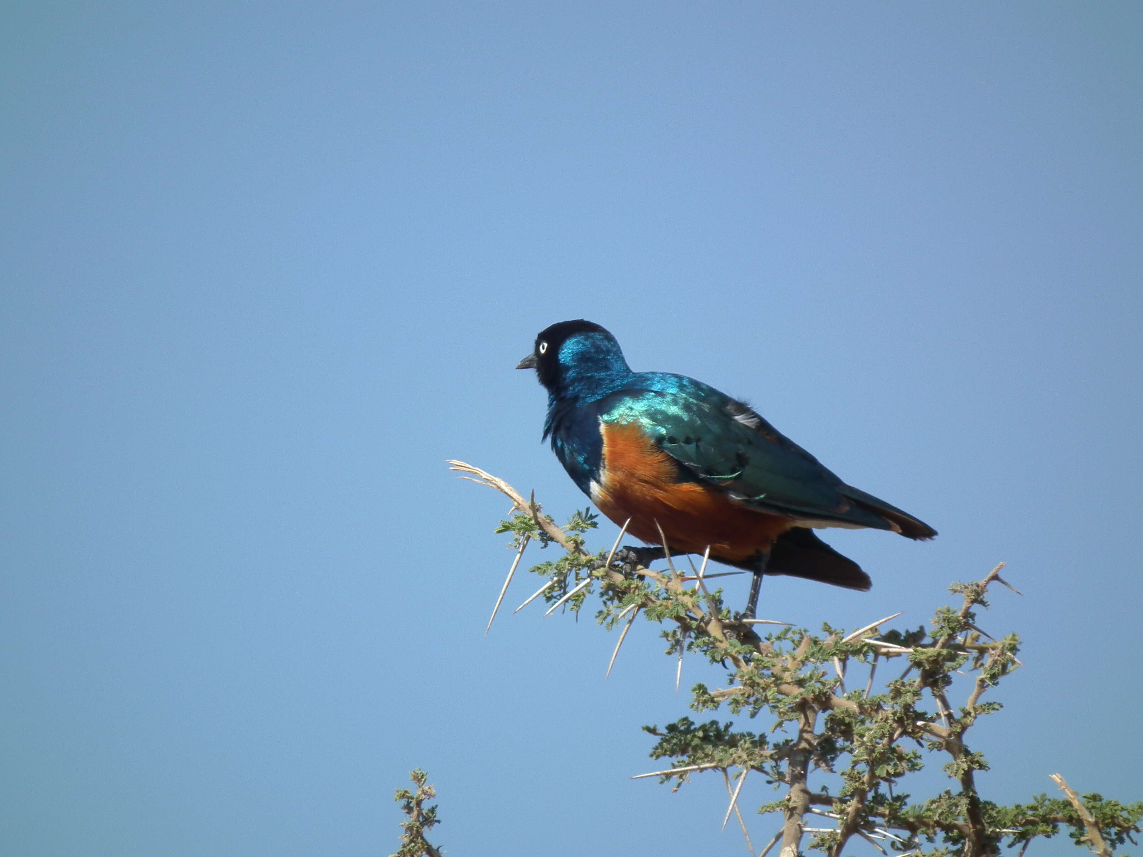 Image of Superb Starling