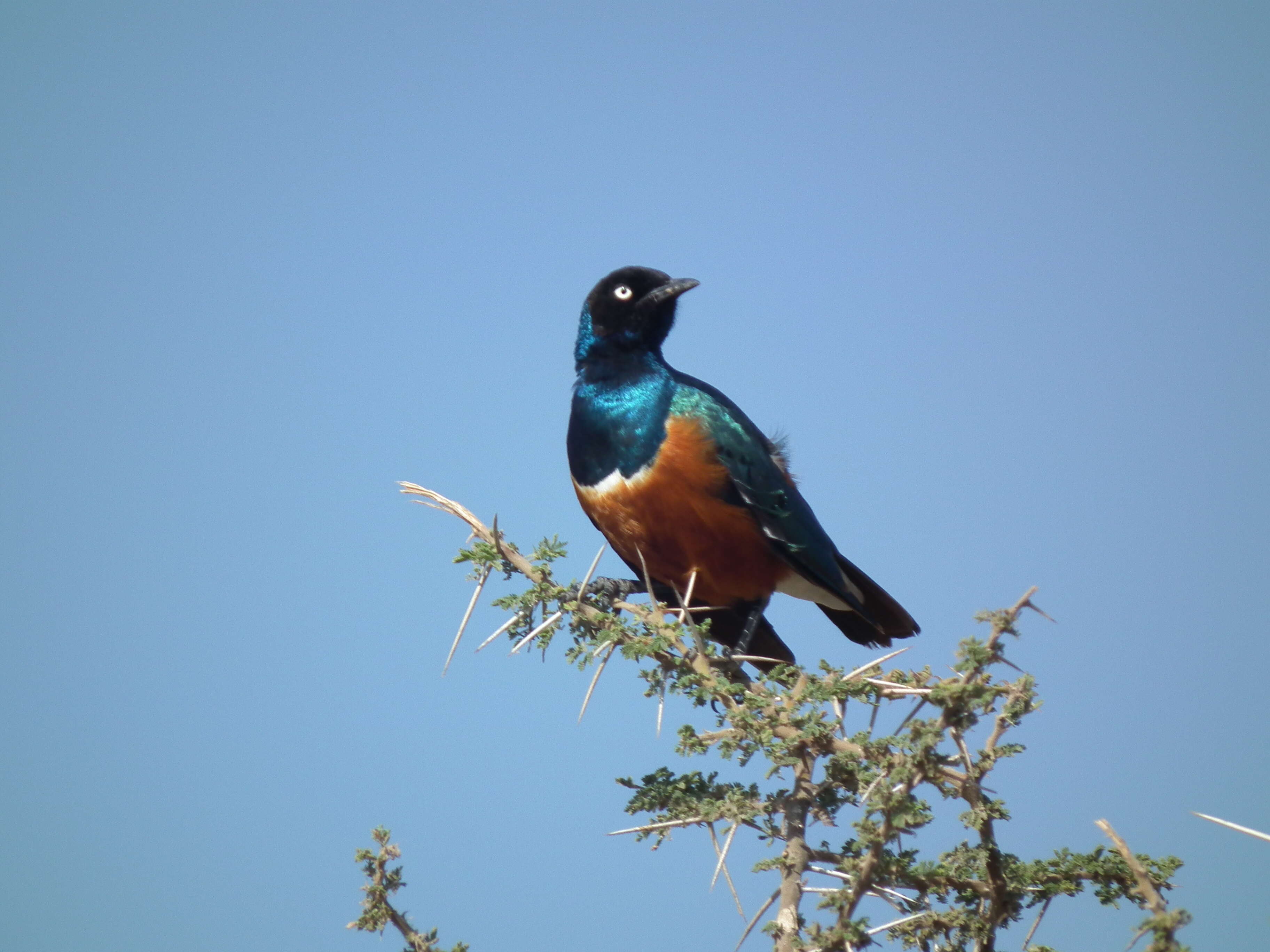 Image of Superb Starling