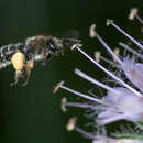 Image of Geranium Andrena