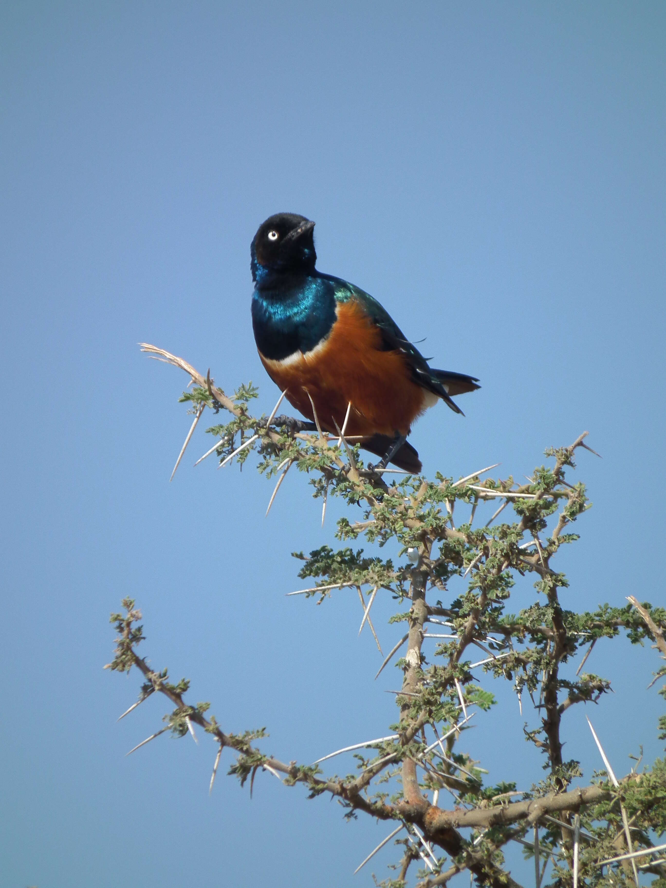 Image of Superb Starling