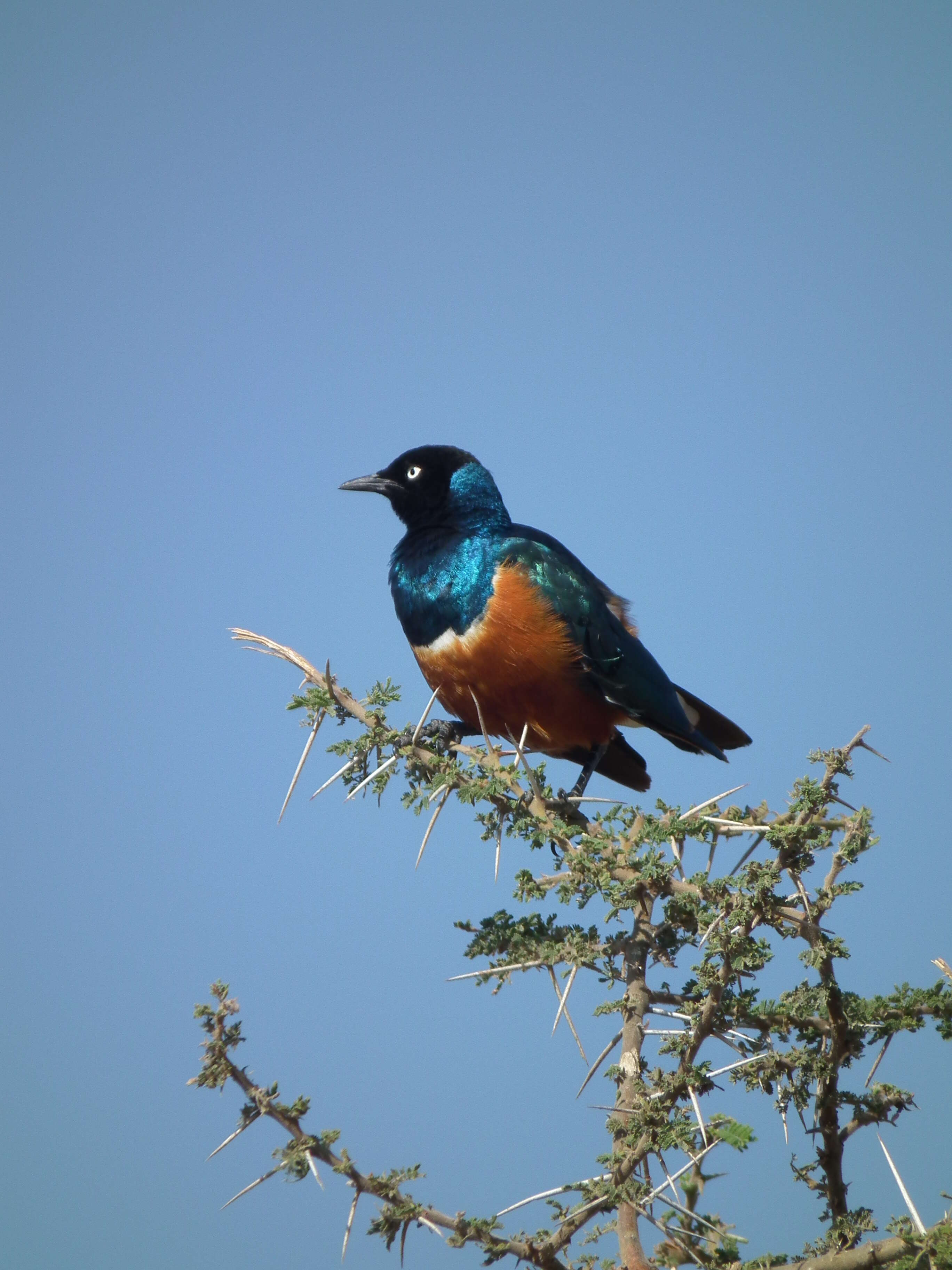 Image of Superb Starling