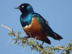 Image of Superb Starling