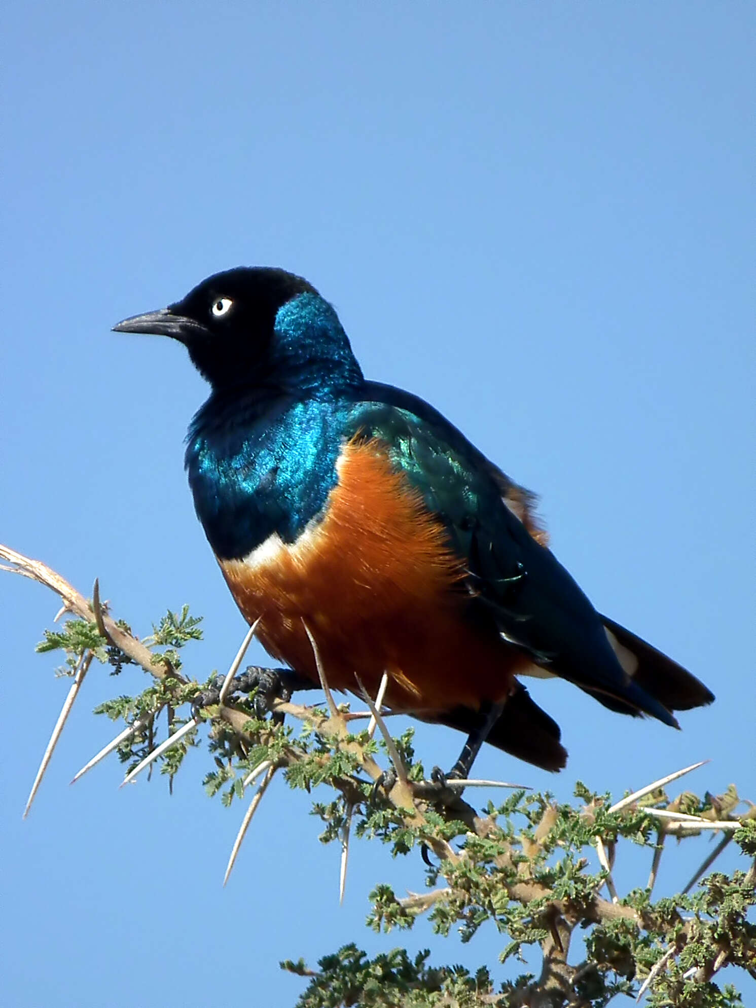 Image of Superb Starling