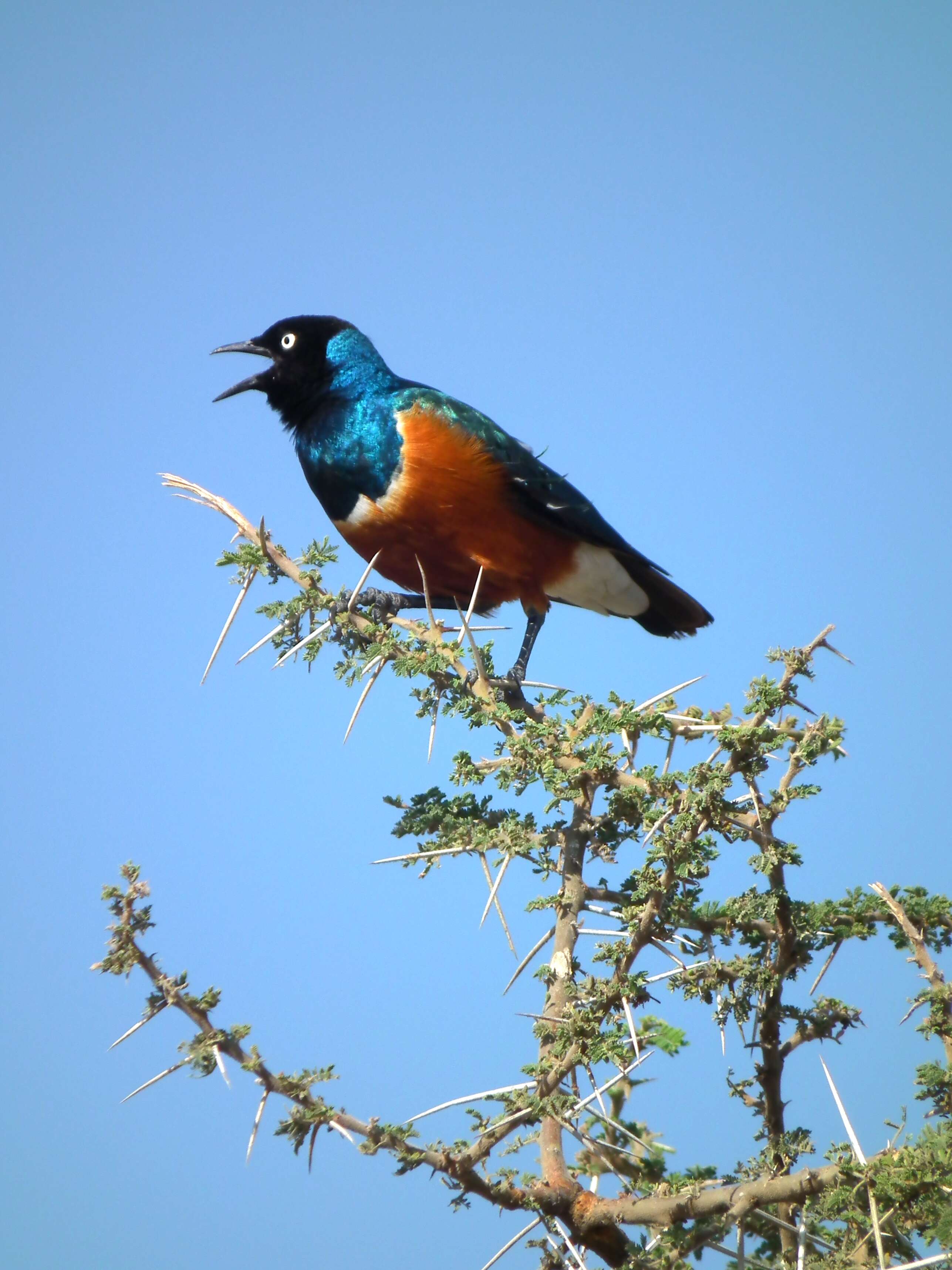 Image of Superb Starling