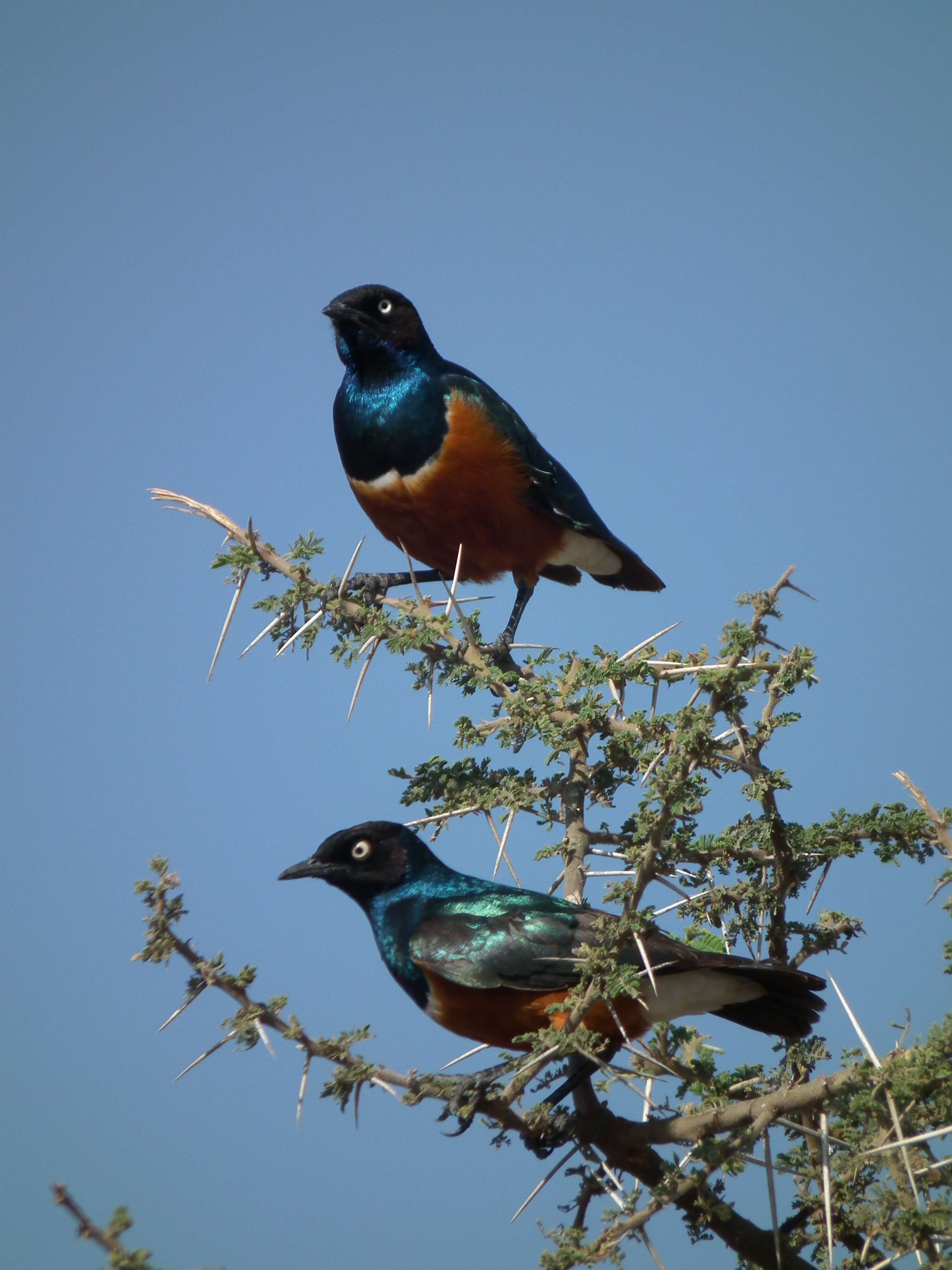 Image of Superb Starling