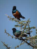 Image of Superb Starling