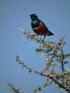 Image of Superb Starling