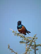 Image of Superb Starling