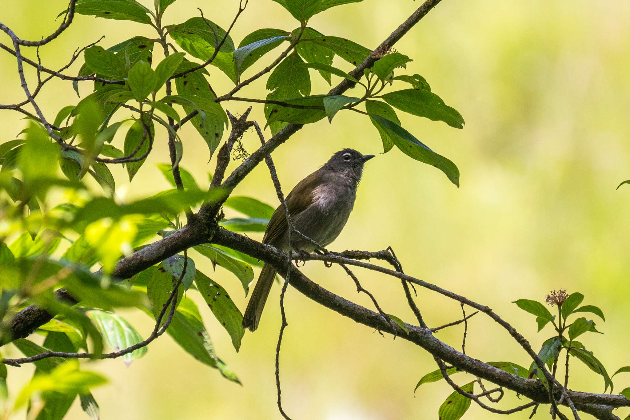 Image of Black-browed Greenbul