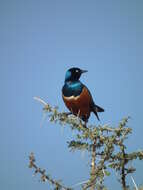 Image of Superb Starling