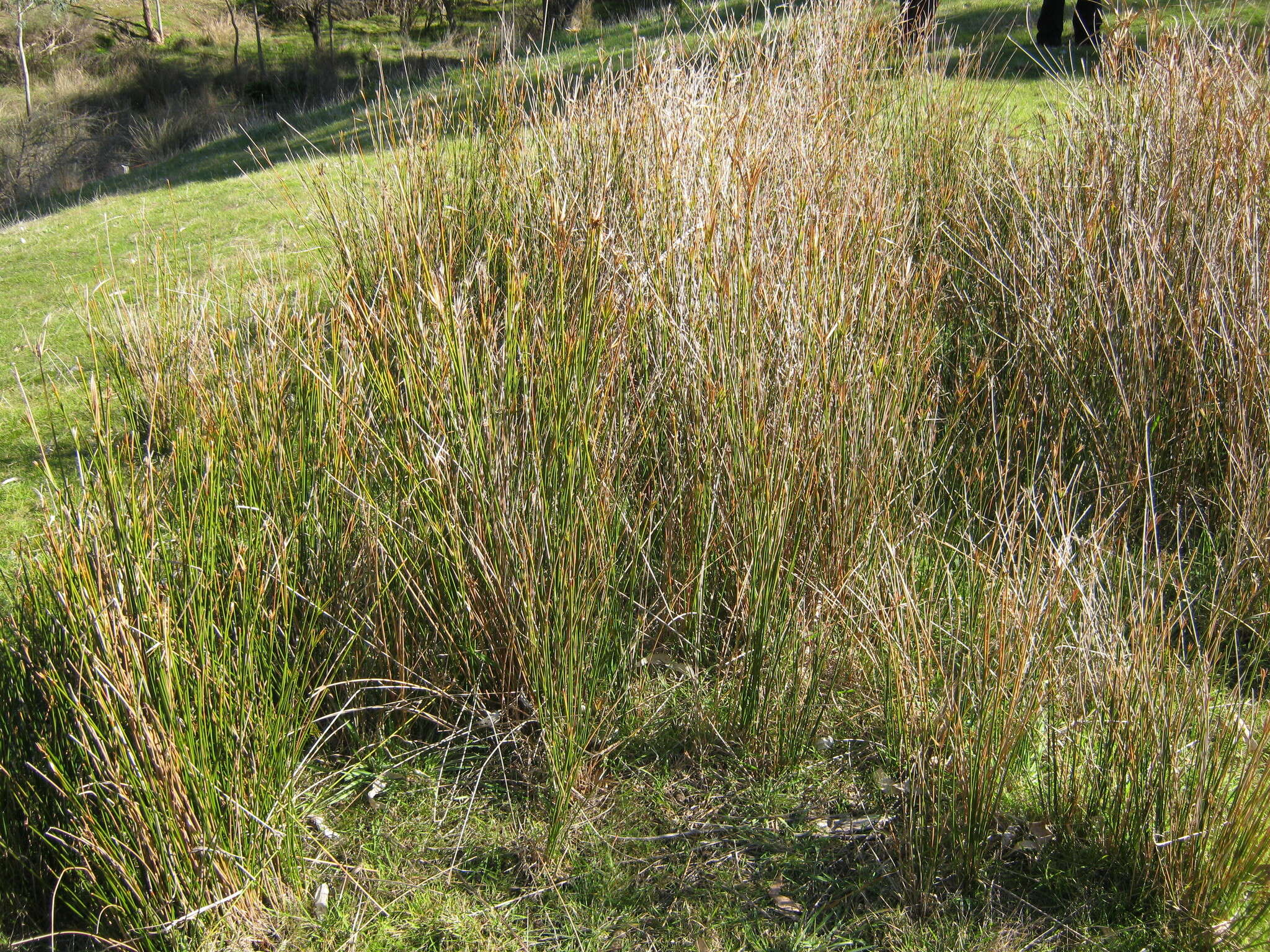 Imagem de Cyperus gymnocaulos Steud.