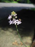 Image of autumn squill