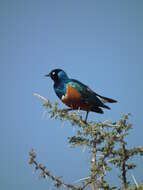 Image of Superb Starling