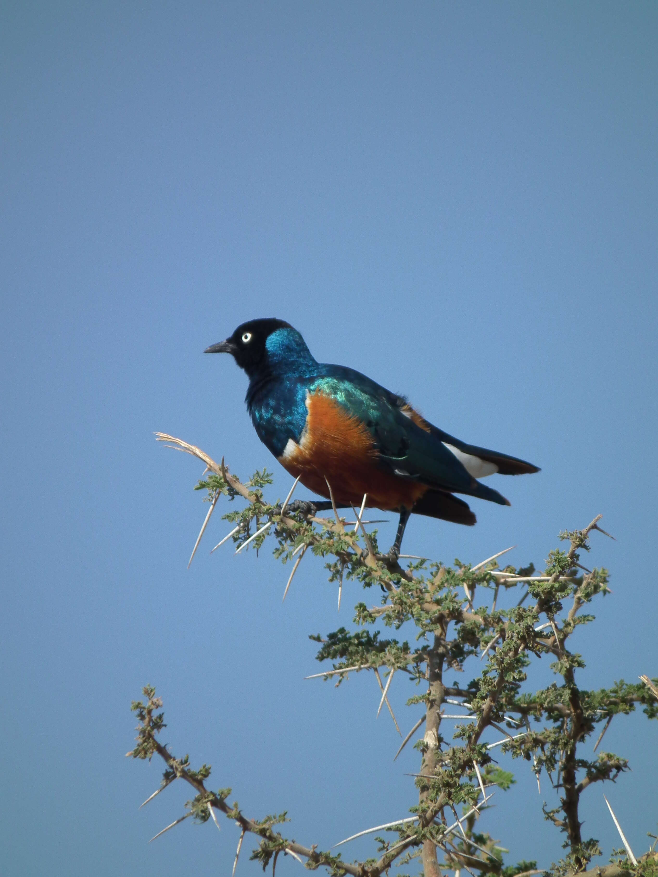 Image of Superb Starling