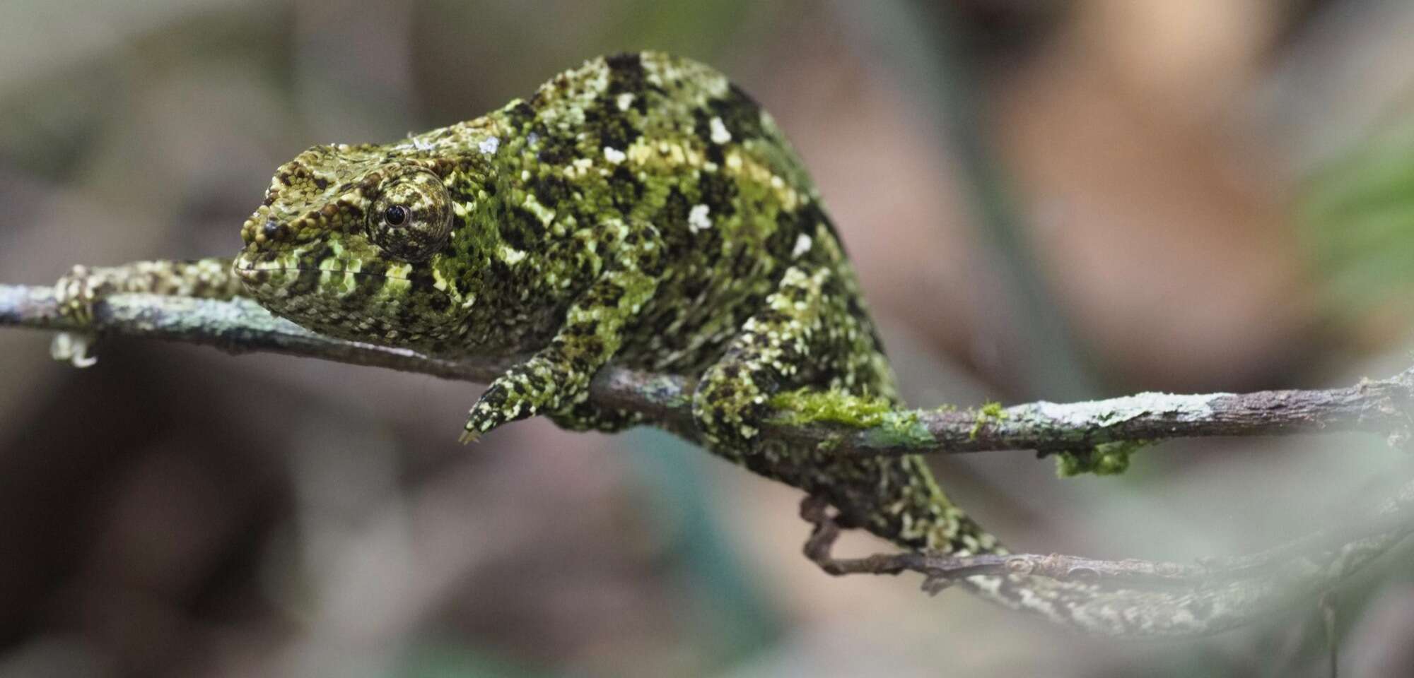 Image of Yellow-green Chameleon