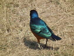 Image of Superb Starling