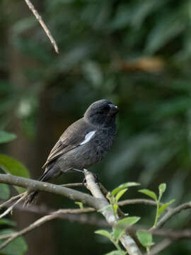 Image of Cuban Bullfinch