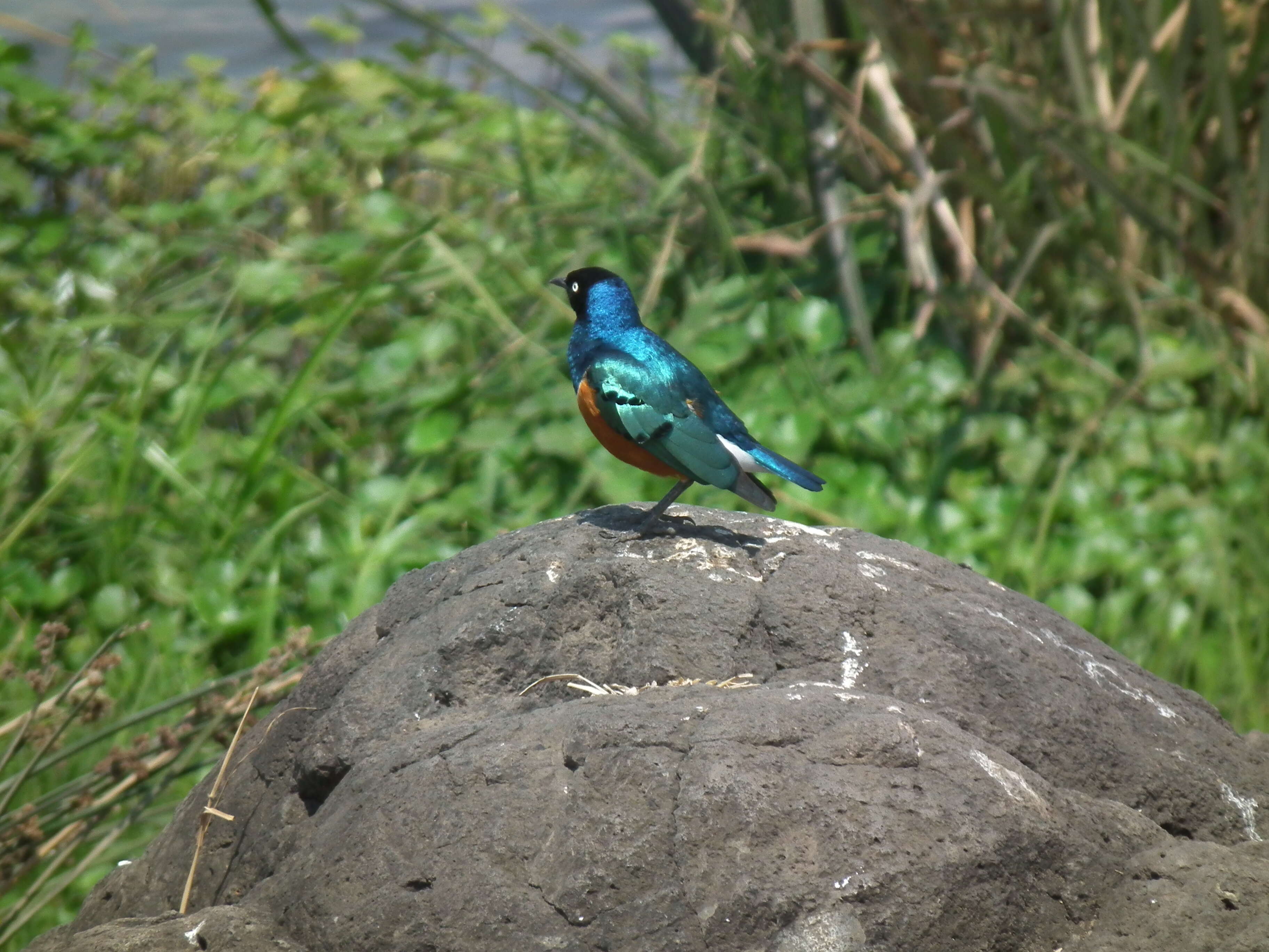 Image of Superb Starling