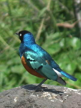 Image of Superb Starling