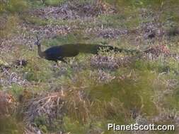 Image of Green Peafowl